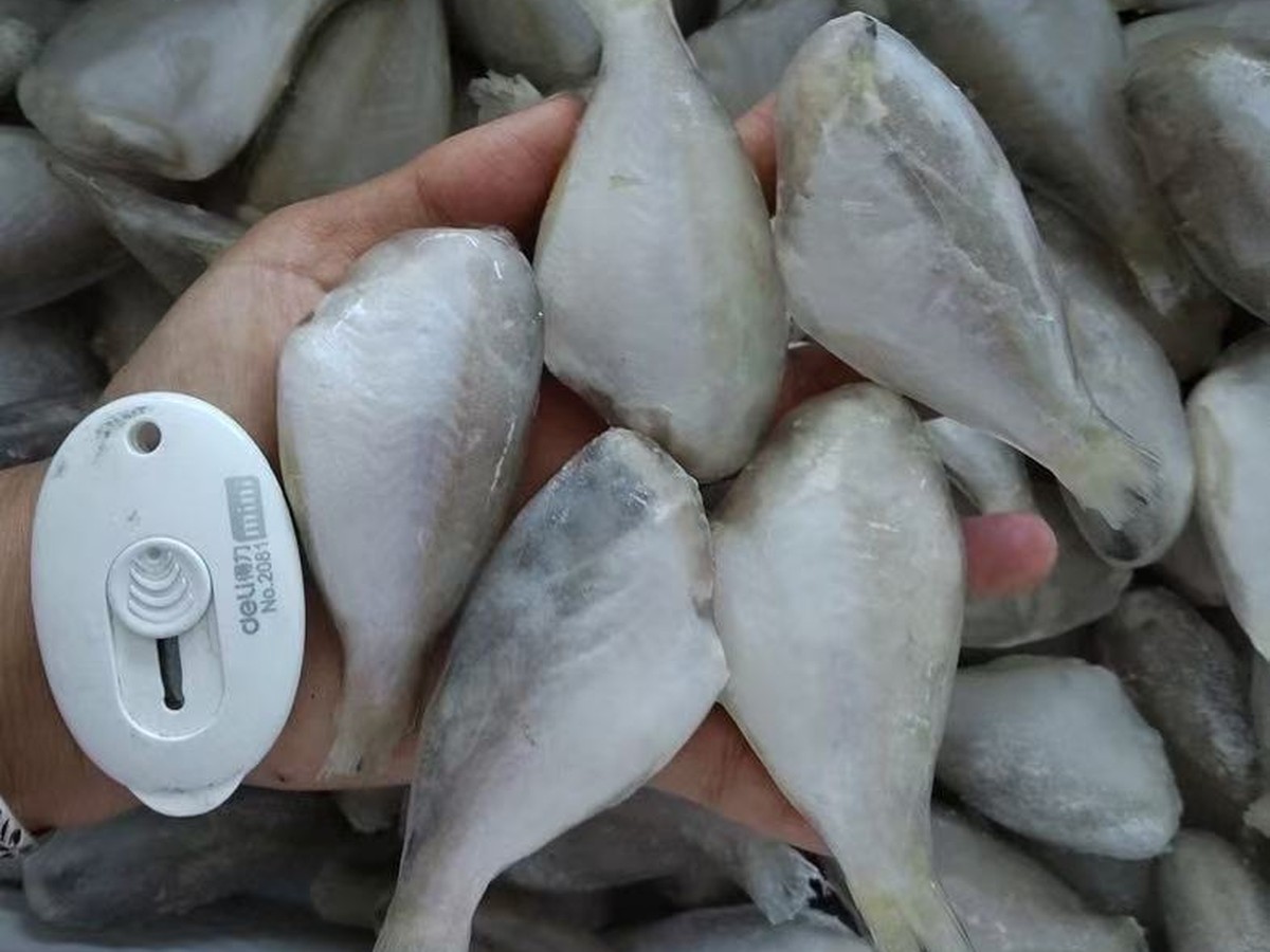 茶鱼产品实拍